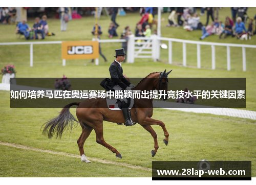 如何培养马匹在奥运赛场中脱颖而出提升竞技水平的关键因素